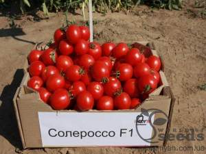 Помидоры Солероссо F1 1000 семян. (Nunhems)