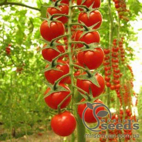 Томат Сомма F1. 5000 семян. (Nunhems) Томат Сомма F1. 5000 семян. (Nunhems)