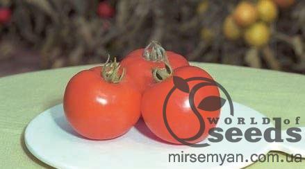 Помидоры Полфаст F1 1000 семян. Bejo) Помидоры Полфаст F1 1000 семян. Bejo)