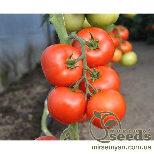 Помидоры Абелус F1 1000 семян. (Rijk Zwaan) Помидоры Абелус F1 1000 семян. (Rijk Zwaan)