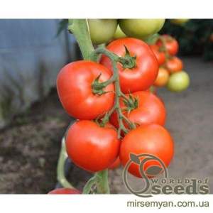 Помидоры Абелус F1 1000 семян.  (Rijk Zwaan)