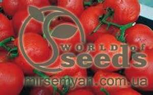 Томмат Берил F1 1 000 семян.  (Rijk Zwaan)