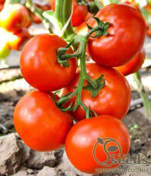 Помидоры Чинто F1 1000 семян. (Rijk Zwaan) Помидоры Чинто F1 1000 семян. (Rijk Zwaan)