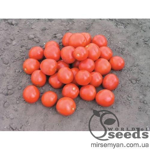 Помидоры Дональд F1 1000 семян. (Nunhems) Помидоры Дональд F1 1000 семян. (Nunhems)