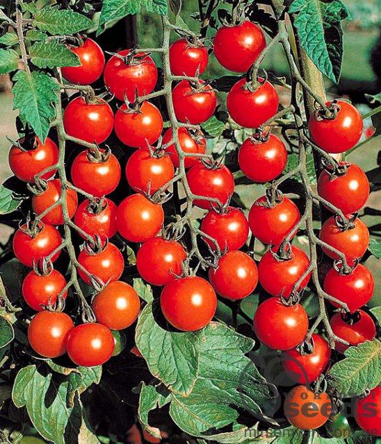 Томат Сомма F1 1000 семян. (Nunhems) Томат Сомма F1 1000 семян. (Nunhems)