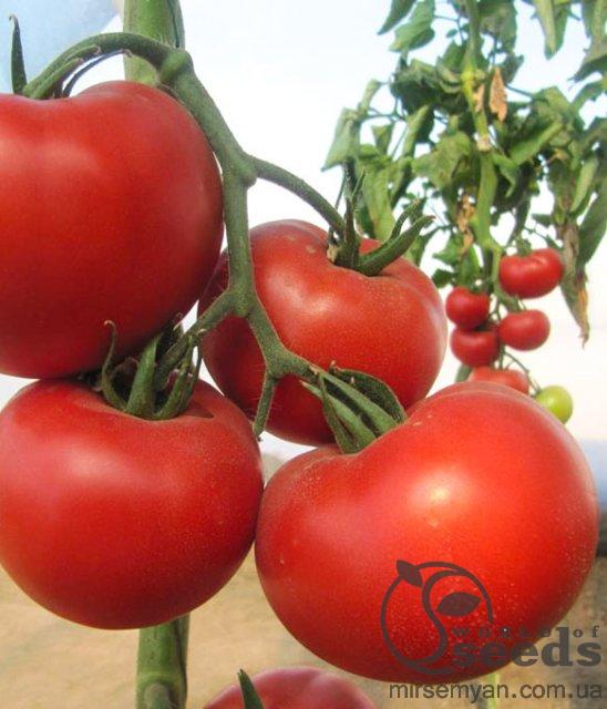 Помидоры Диаграмма F1 500 семян. (Nunhems) Помидоры Диаграмма F1 500 семян. (Nunhems)