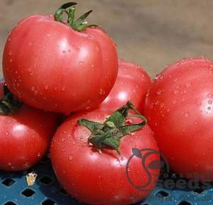 Помидоры Грифон F1 500 семян. (Nunhems)