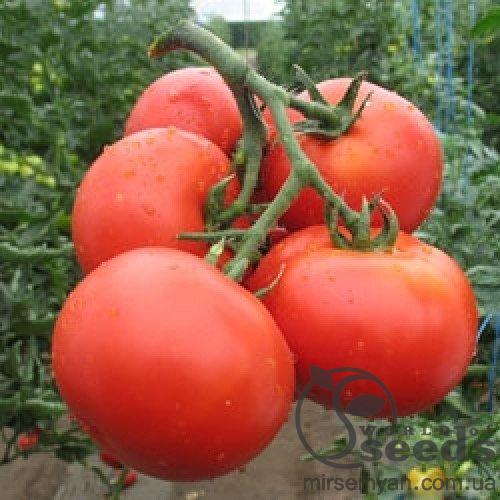 Томат Аксай F1 500 семян. (Nunhems) Томат Аксай F1 500 семян. (Nunhems)