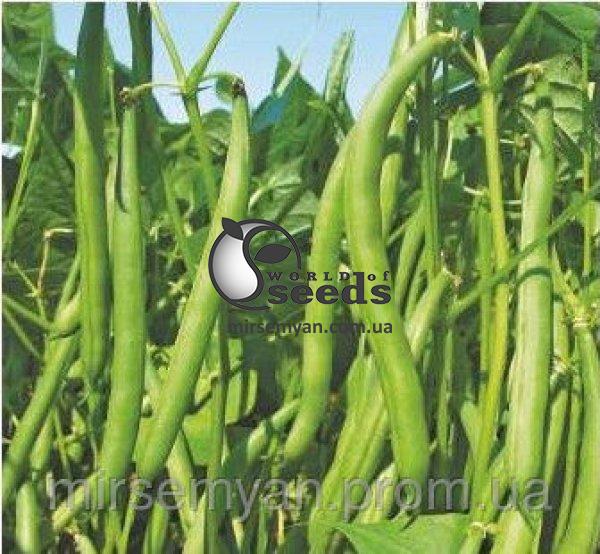 Фасоль Палома 100 000 семян. (Nunhems) Фасоль Палома 100 000 семян. (Nunhems)