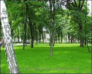 Трава газонная 