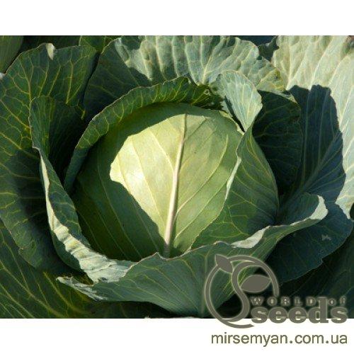 Капуста Глория F1, 2500 семян. (Syngenta) Капуста Глория F1, 2500 семян. (Syngenta)