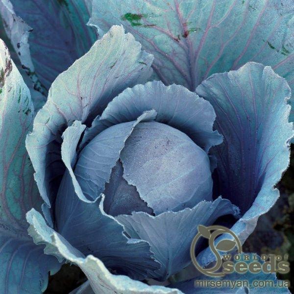 Капуста Рескю F1, 2500 семян. (Syngenta) Капуста Рескю F1, 2500 семян. (Syngenta)