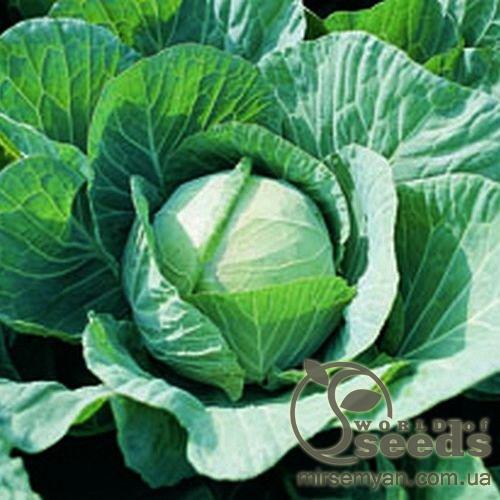 Капуста Фарао F1 2500 семян. (Bejo) Капуста Фарао F1 2500 семян. (Bejo)