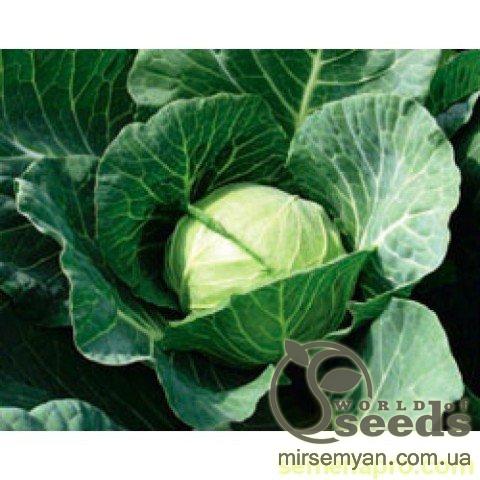 Капуста Камбрия F1. 2500 семян. (Bejo) Капуста Камбрия F1. 2500 семян. (Bejo)