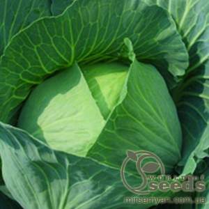 Капуста Бронко F1  2500 семян. (Bejo)