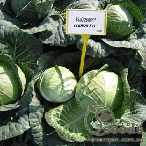 Капуста Церокс F1 2500 семян. (Bejo) Капуста Церокс F1 2500 семян. (Bejo)