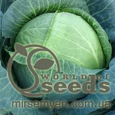 Семена капусты Сателит F1. 2500 семян. (Bejo) Семена капусты Сателит F1. 2500 семян. (Bejo)