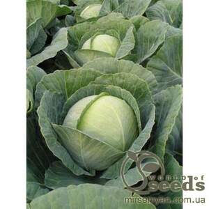 Капуста Томас F1  2500 семян. (Bejo)