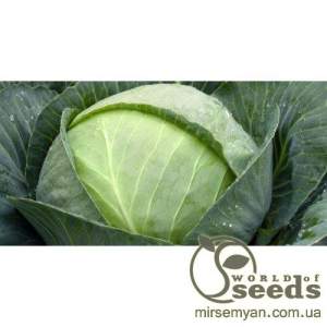 Капуста Томас F1  2500 семян. (Bejo)