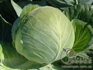 Капуста Парадокс F1 2500 семян. (Bejo)