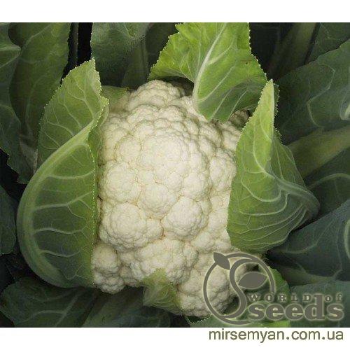 Капуста цветная Фарго F1 2500 семян. (Bejo) Капуста цветная Фарго F1 2500 семян. (Bejo)