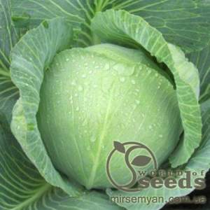 Капуста Зенон F1,  2500 семян. (Syngenta)