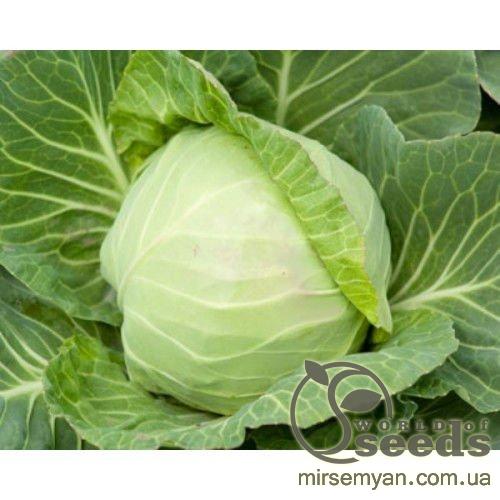 Капуста Кевин F1, 2500 семян. (Syngenta) Капуста Кевин F1, 2500 семян. (Syngenta)