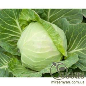 Капуста Кевин F1,  2500 семян. (Syngenta)