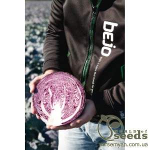 Капуста Климаро F1  2500 семян. (Bejo)