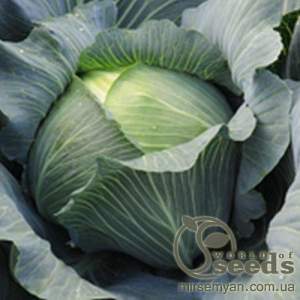 Капуста Леопольд F1  2500 семян. (Bejo)