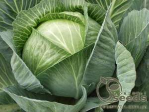 Капуст Синтекс F1. 2500 семян.  (Bejo)