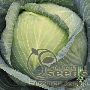 Капуста Джубили F1 2500 семян. (Bejo)