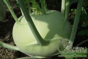 Капуста кольраби Корист F1 2500 семян. (Bejo)