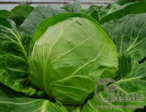 Капуста Этма F1 2500 семян.  (Rijk Zwaan)