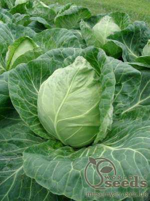 Капуста Рейма F1 (калибр) 1000 семян.  (Rijk Zwaan)
