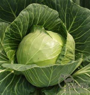 Капуста Адема F1 (калибр) 2500 семян.  (Rijk Zwaan)