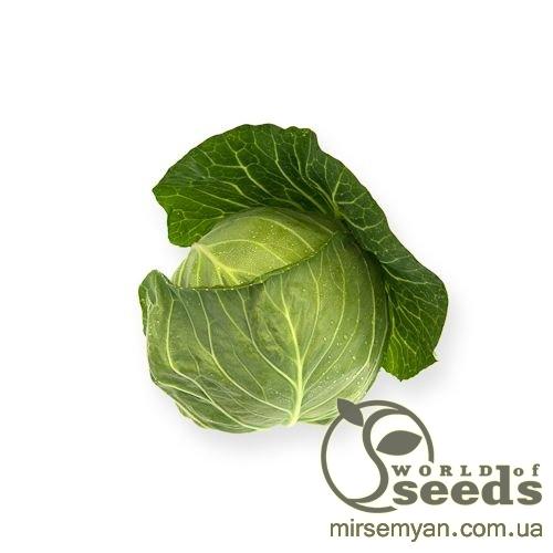 Капуста Силима F1 1000 семян. (Rijk Zwaan) Капуста Силима F1 1000 семян. (Rijk Zwaan)