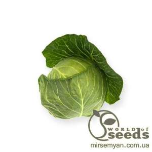 Капуста Силима (калибр) F1 1000 семян.  (Rijk Zwaan)