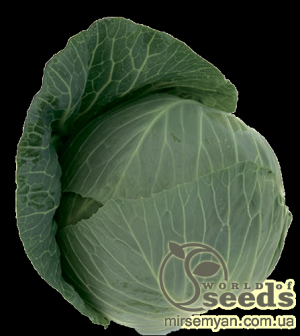 Капуста ТакомаF1 (калибр) 1000 семян.  (Rijk Zwaan)