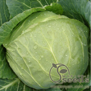 Капуста Пушма F1 2500 семян.  (Rijk Zwaan)