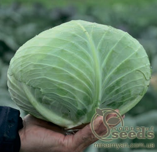 Капуста Джинтама F1 (калибр) 1000 семян. (Rijk Zwaan) Капуста Джинтама F1 (калибр) 1000 семян. (Rijk Zwaan)