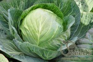 Капуста Секома F1  (калибр) 1000 семян.  (Rijk Zwaan)