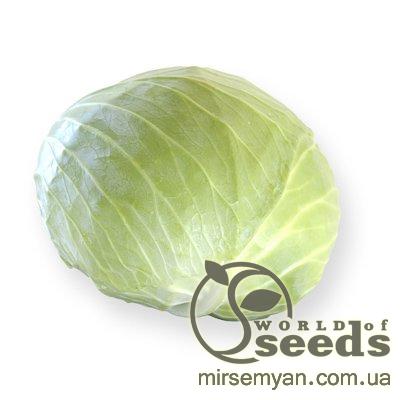 Капуста Септима (калибр) F1 2500 семян. (Rijk Zwaan) Капуста Септима (калибр) F1 2500 семян. (Rijk Zwaan)