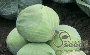Капуста Муксума (калибр) F1 1000 семян. (Rijk Zwaan)