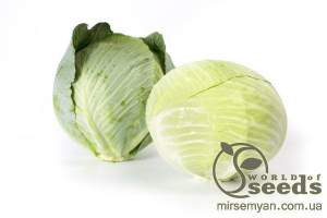 Капуста Лагрима (калибр) F1 1000 семян. (Rijk Zwaan)