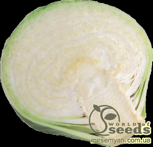 Капуста Сторема F1 2500 семян. (Rijk Zwaan)