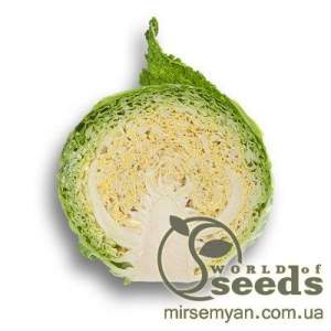 Капуста савойская Мадлена F1 2500 семян. (Rijk Zwaan)