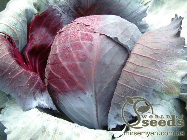 Капуста Рексома F1 1000 семян. (Rijk Zwaan) Капуста Рексома F1 1000 семян. (Rijk Zwaan)