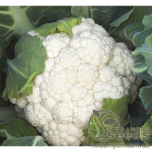 Капуста цветная Опал F1. 1000 семян. (Rijk Zwaan) Капуста цветная Опал F1. 1000 семян. (Rijk Zwaan)