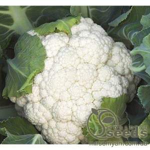 Капуста цветная Опал F1. 1000 семян. (Rijk Zwaan)
